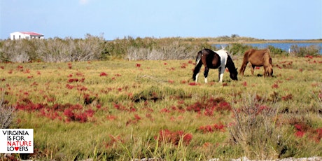 Chincoteague’s Crown Jewels – Overnight Tour!