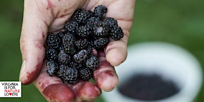 Primaire afbeelding van What’s Edible in the Forest?