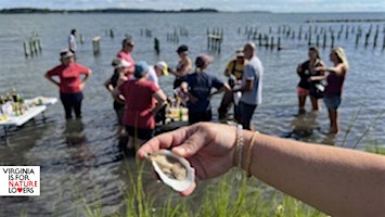 Image principale de “Experience Oysters” Aquaculture + VIMS