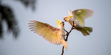 Imagen principal de Wings Unveiled: A Captivating Bird Photography Expedition