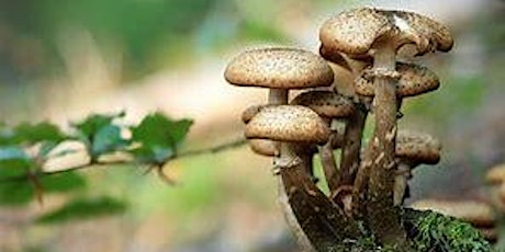 "Healing the Body, Mind and Planet with Mushrooms and Other Fungi"