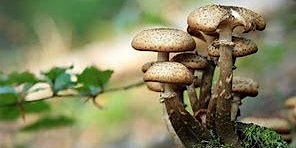 Imagem principal de "Healing the Body, Mind and Planet with Mushrooms and Other Fungi"