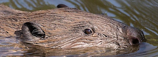 Collection image for Cornwall Beaver Project - Guided Walks
