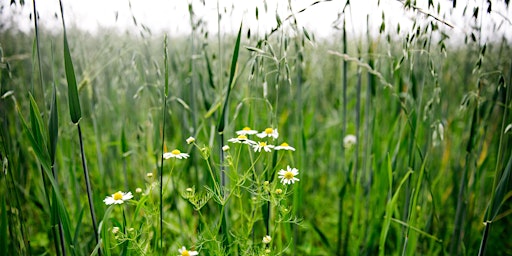 Come Forage with Flavour Fred @ Yeo Valley primary image