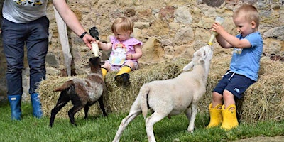 Lamb Feeding with MofM primary image