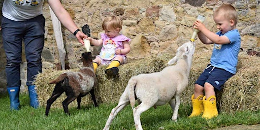 Hauptbild für Lamb Feeding with MofM