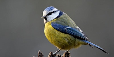 Imagen principal de Family Birdsong Walk at Summer Leys