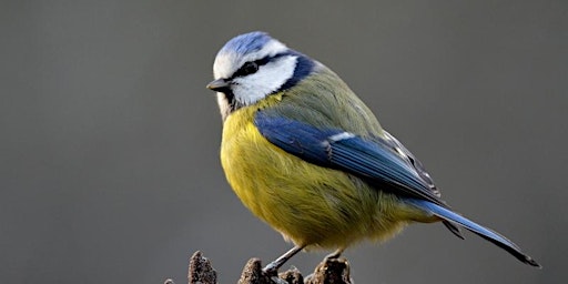 Imagem principal do evento Family Birdsong Walk at Summer Leys