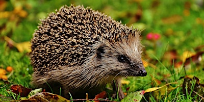 Primaire afbeelding van Lunchtime Talks: Hedgehogs at Home: Going the Whole Hog
