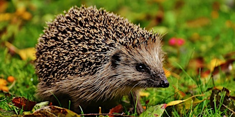 Lunchtime Talks: Hedgehogs at Home: Going the Whole Hog