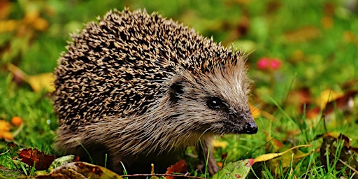 Image principale de Lunchtime Talks: Hedgehogs at Home: Going the Whole Hog