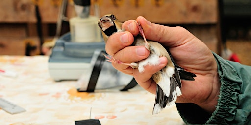 Primaire afbeelding van Lunchtime Talks: A Beginner's Guide to Bird Ringing