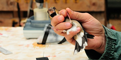 Imagem principal de Lunchtime Talks: A Beginner's Guide to Bird Ringing