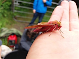 Imagem principal do evento Moth Morning Meander at The Umbra