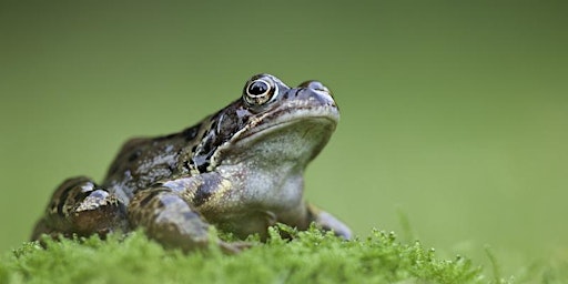 Fantastic Frogs and Mini Ponds at Summer Leys primary image
