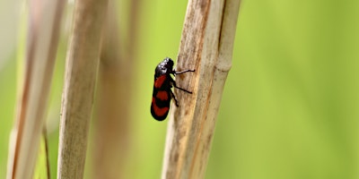 Bug Hunting and Mini Bug Hotels at Summer Leys primary image