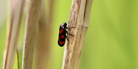 Bug Hunting and Mini Bug Hotels at Summer Leys