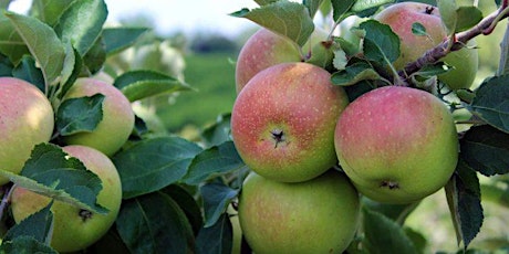 GAPSA Apple Picking @ Linvilla Orchards primary image