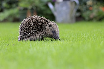 Helping Hedgehogs at Home (Summer Leys)