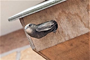 Immagine principale di Lunchtime Talk - Swifts in Keswick 