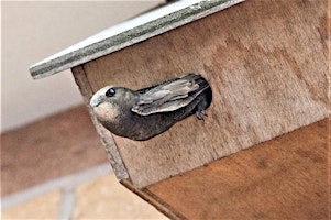 Imagen principal de Lunchtime Talk - Swifts in Keswick