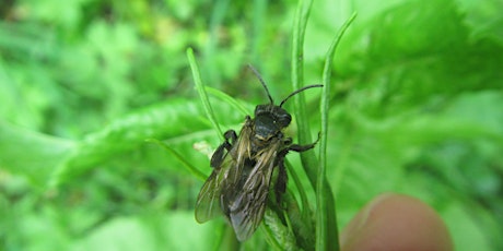 Bees and Butterflies