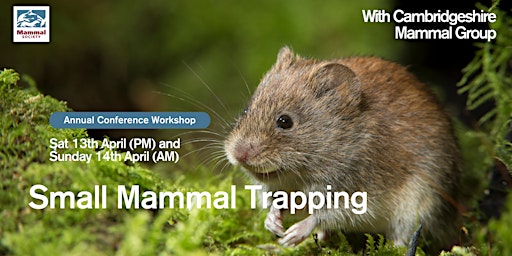 Primaire afbeelding van Small Mammal Trapping with Cambridgeshire Mammal Group