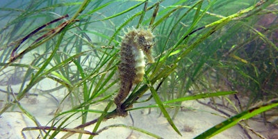 Imagen principal de Local Volunteer Event: Marine Conservation & Restoration in a WILDER Solent