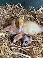 Ducking Cuddling Add-on primary image