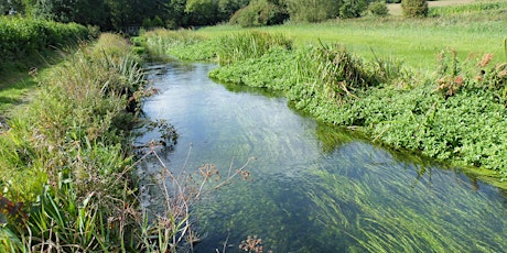 Local Volunteers Event: The Watermeadows in Summer