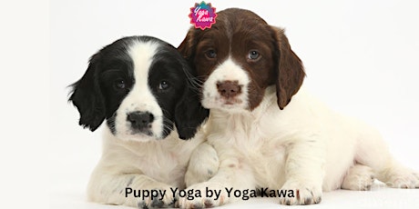 Puppy Yoga (Family-Friendly) by Yoga Kawa Toronto w/ Springer Spaniel