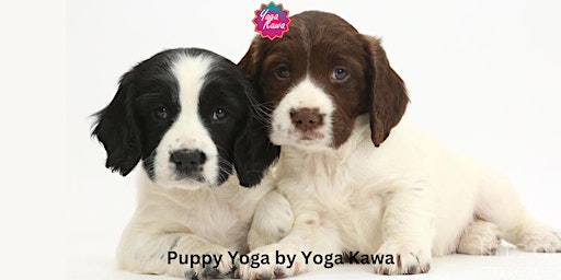 Primaire afbeelding van Puppy Yoga (Family-Friendly) by Yoga Kawa Toronto w/ Springer Spaniel