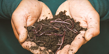 Worms at Work: Vermicomposting 101