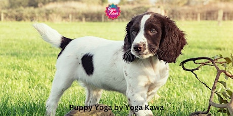 Puppy Yoga (Family-Friendly) by Yoga Kawa Toronto w/ Springer Spaniel