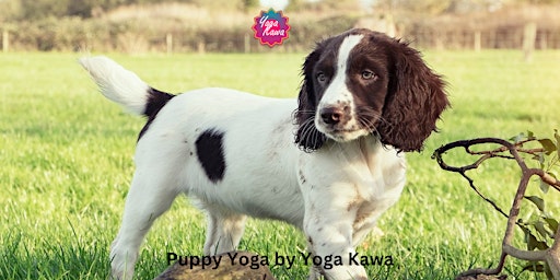 Imagem principal do evento Puppy Yoga (Family-Friendly) by Yoga Kawa Toronto w/ Springer Spaniel