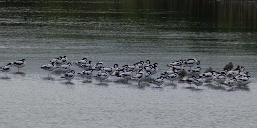 Imagem principal de Guided Birdwatching Walk