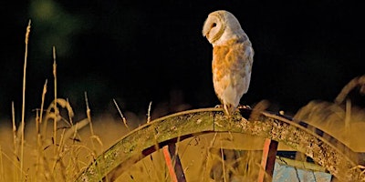Image principale de Family Owl Event
