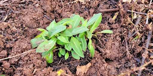 Hauptbild für Hedgerow Plug Planting at Church road