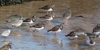 Guided Birdwatching Walk primary image