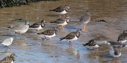 Guided Birdwatching Walk primary image
