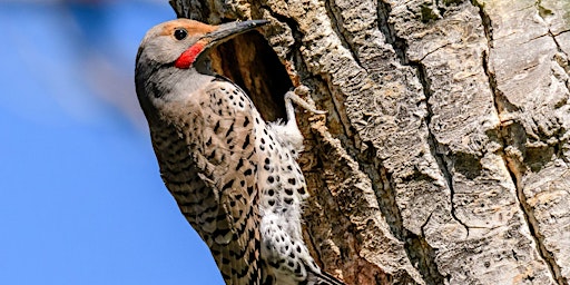 Imagem principal do evento Birding by Ear in Hulls Gulch