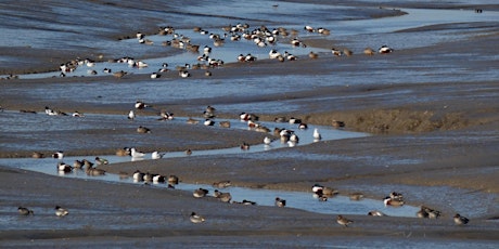 Guided Birdwatching Walk for Beginners