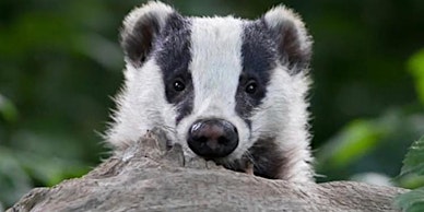 Hauptbild für Lunchtime Talk - Co-habiting with Badgers