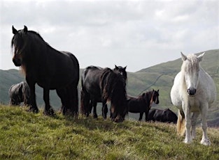 Lunchtime Talk - The Heritage of the Hill Fell Pony