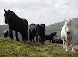 Imagem principal do evento Lunchtime Talk - The Heritage of the Hill Fell Pony