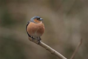 Primaire afbeelding van Early Morning Bird Walk at  Great Avon Wood