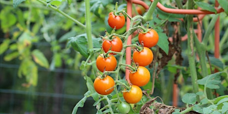 Growing & Caring for Tomatoes - Arboretum Adult Education primary image