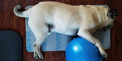 Hauptbild für Pug Yoga