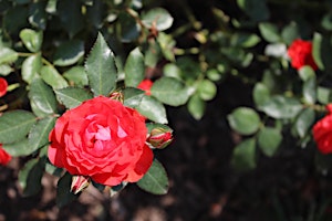 Hauptbild für Come Grow Roses With Me - Forks on Friday