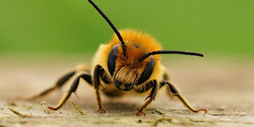 Imagen principal de Bee Informed: Getting to Know the Bees in Your Backyard